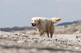 GOLDEN RETRIEVER 448